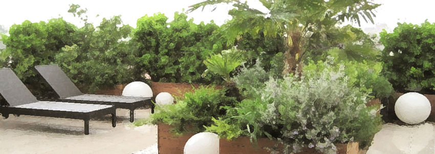 Luxury roof garden with Cameo pots